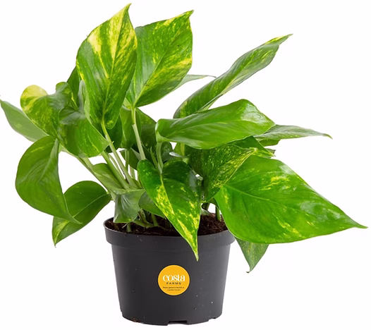 Bathroom Accessories for 2025 beautiful bathroom renovation ideas bathroom plant