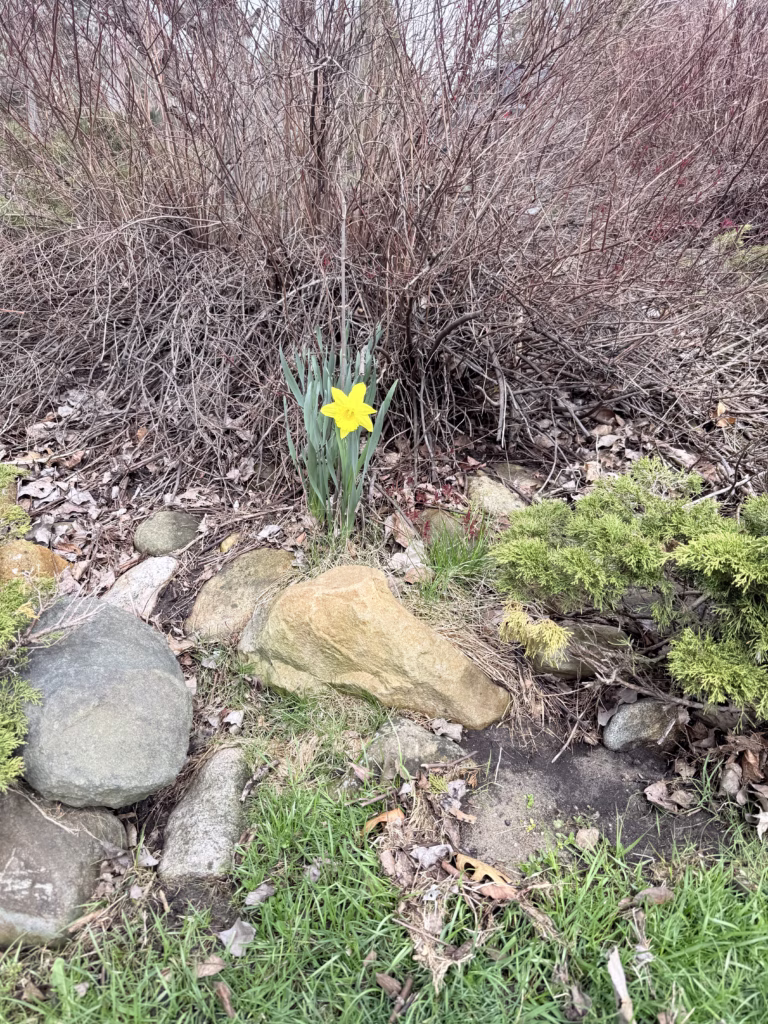 Spring Daffodil
