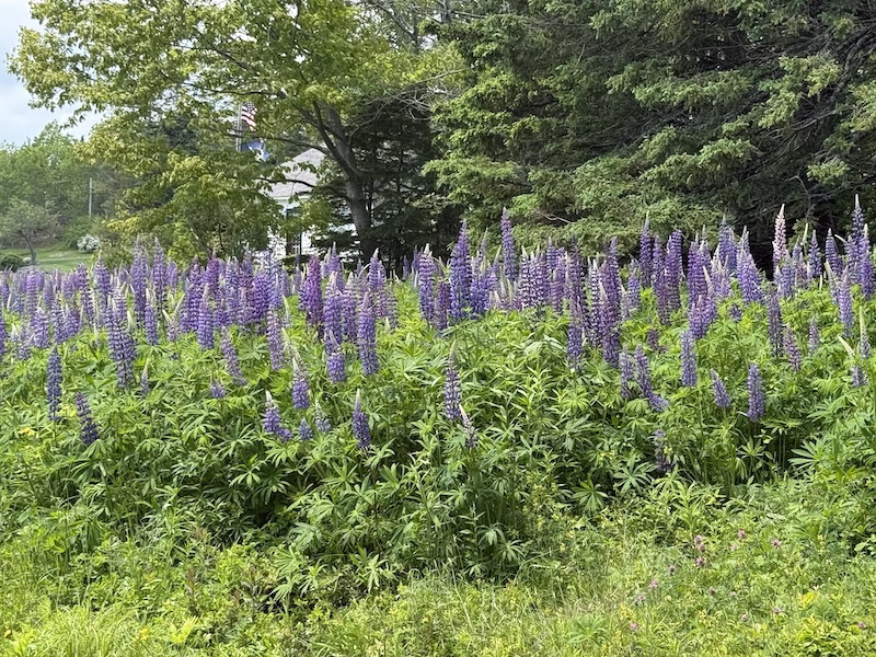 Lupine In Maine