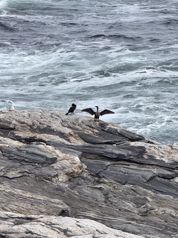 Pemaquid Point Rocks and Birds