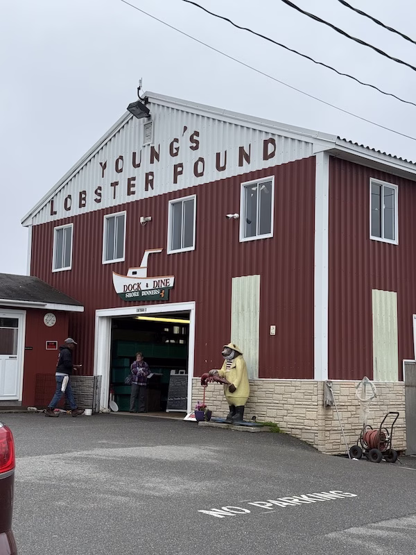 Youngs lobster pound belfast maine