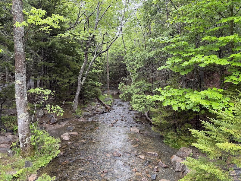 beautiful green trees and river acadia national park