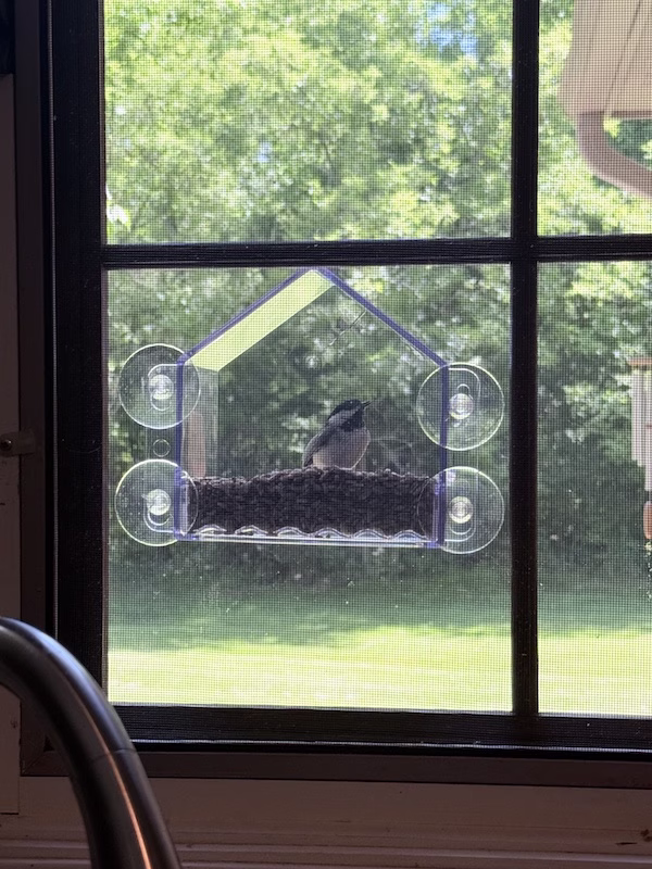 bird at window bird feeder