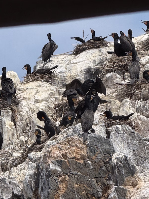 cormorant birds maine