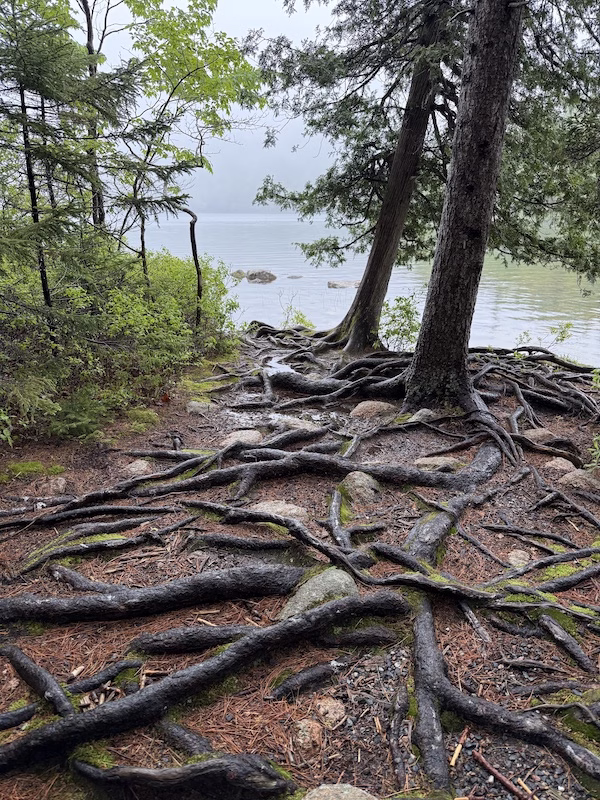 crazy trees at acadia jordon pond