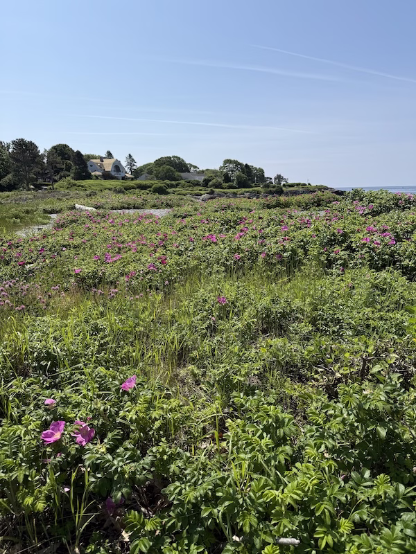 kennebunport wildlife