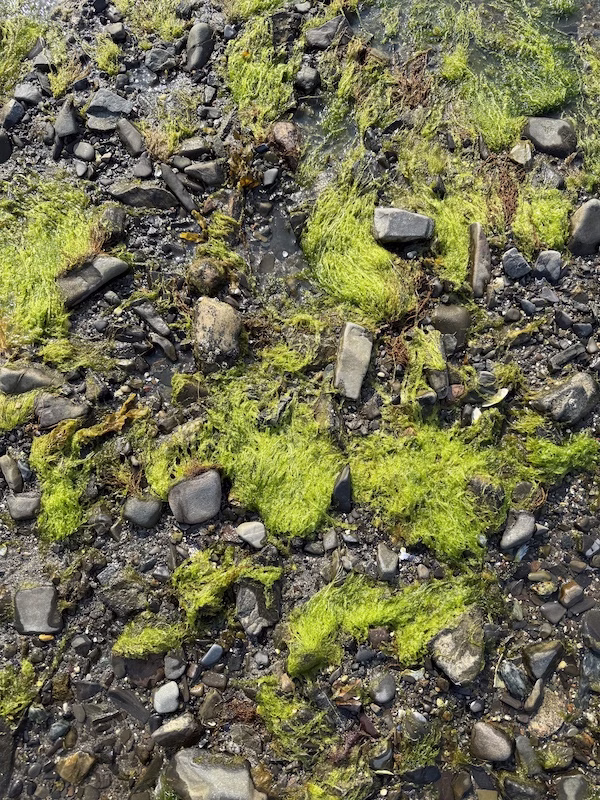 low tide in bar harbor maine algae and rocks