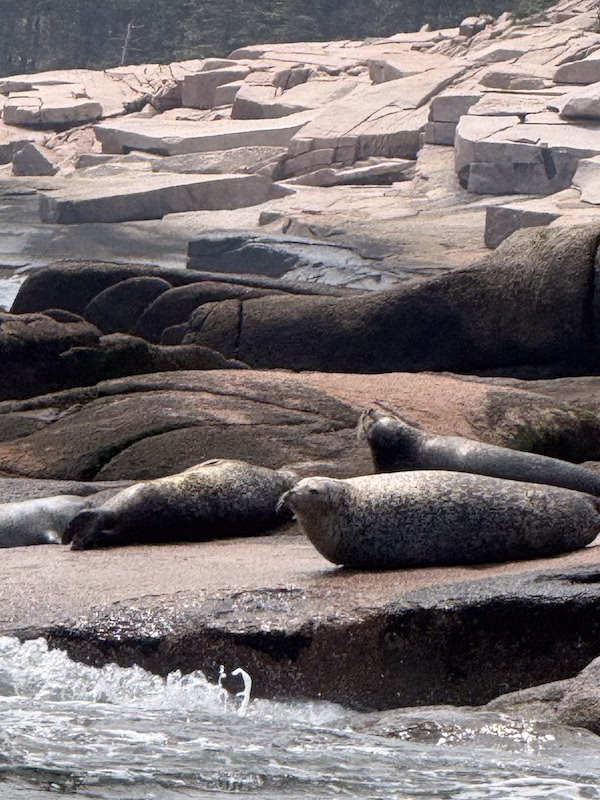 seals