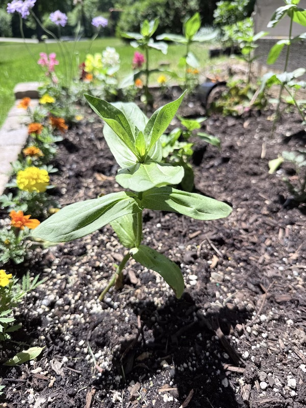 zinnias in my garden
