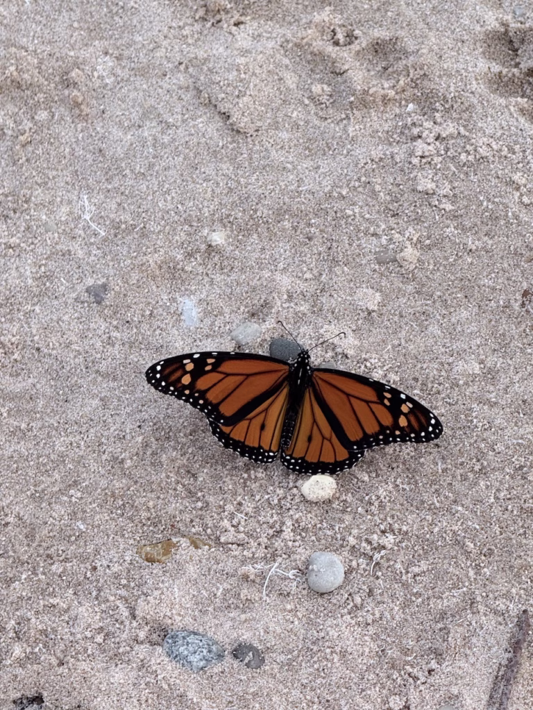 monarch butterfly