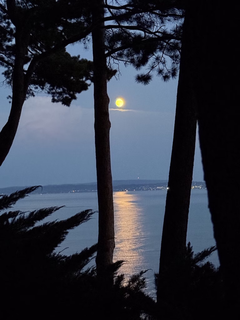 the violet hour
