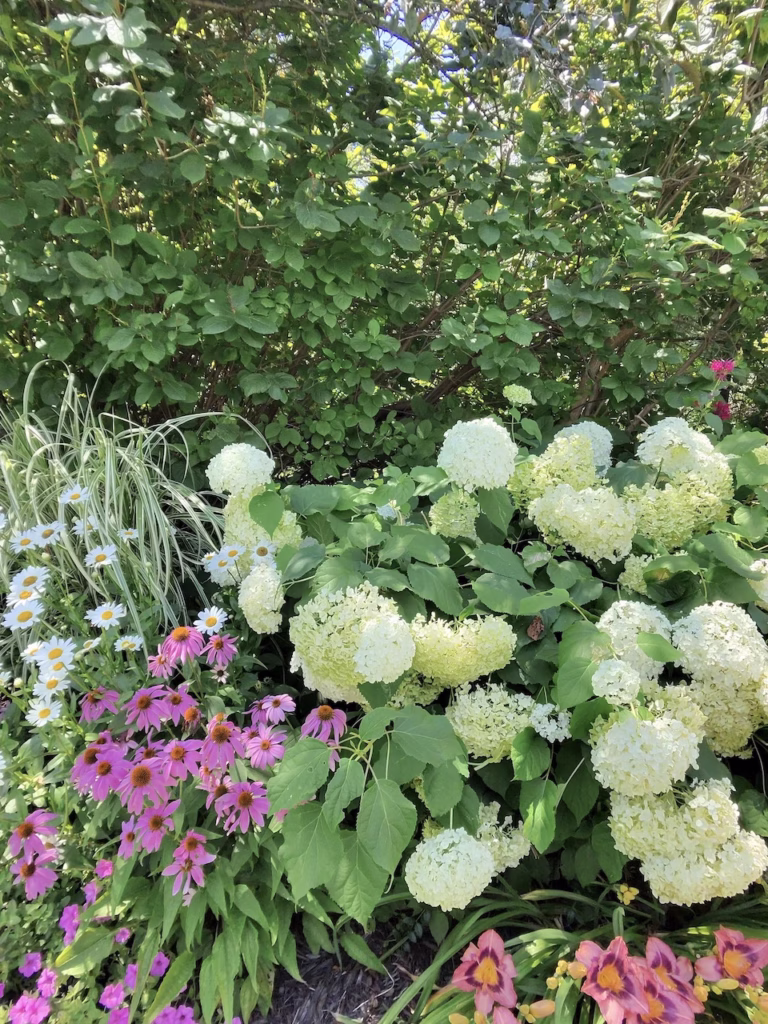 Pretty summer flowers