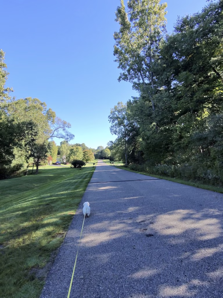 a little white dog walking down a road with trees