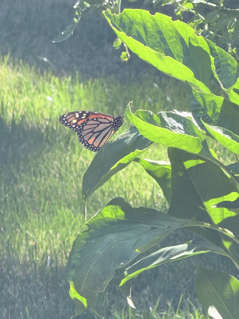 a monarch butter fly landed on a green leaf