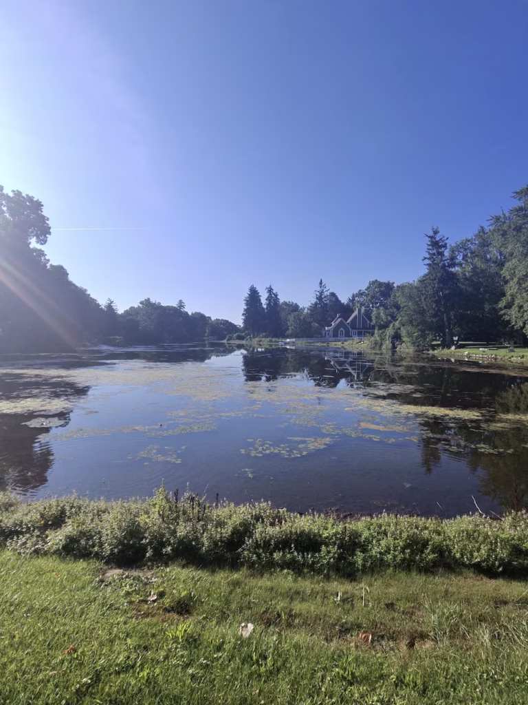 a pond surrounded by trees