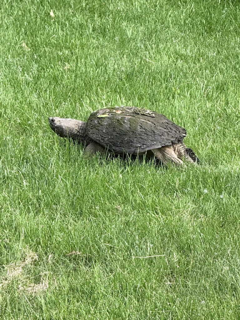 an old snapping turtle in the grass