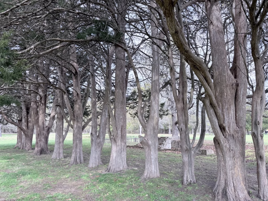 beautiful trees in jamestown