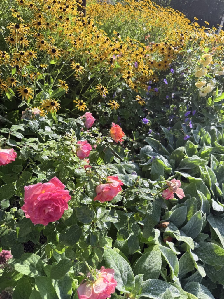 blackeyed susan flowers with roses