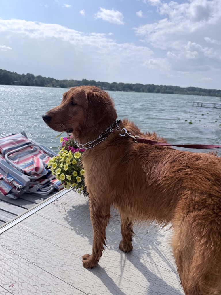 golden retreiver on a dock with lake in background