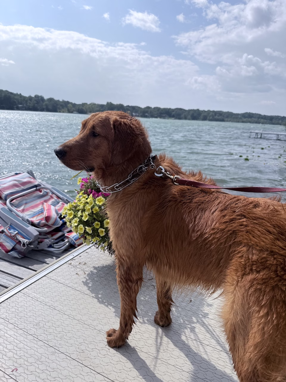 golden retreiver on a dock with lake in background