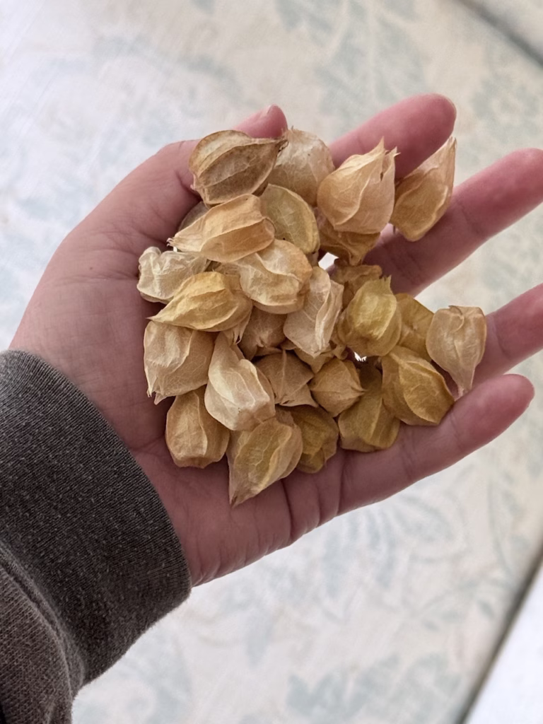 hand holding ground cherries