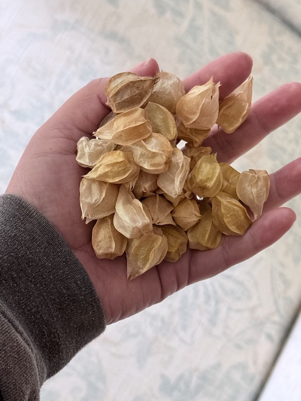 hand holding ground cherries