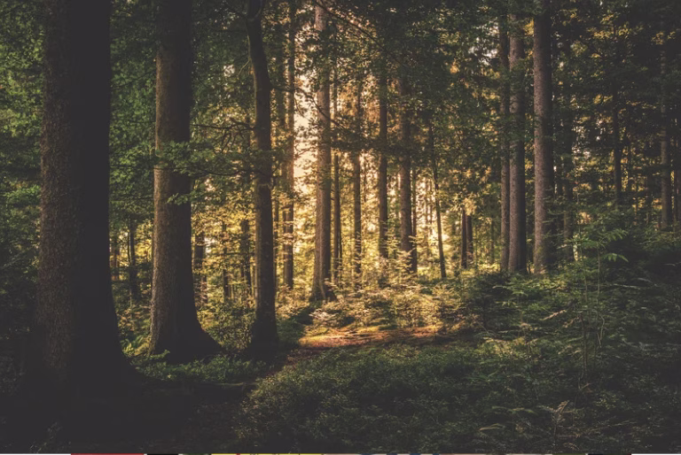 forest
