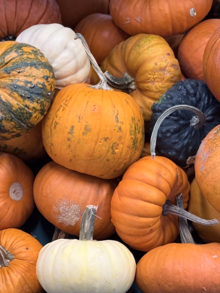 close up of pumpkins