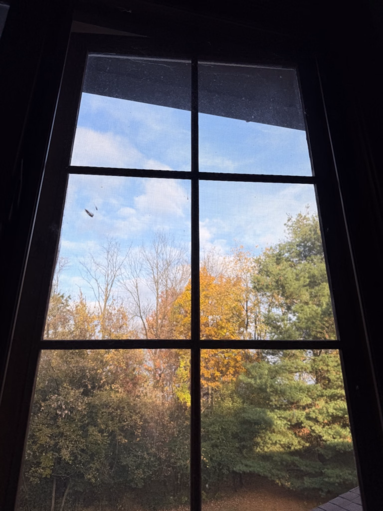 fall trees through a window