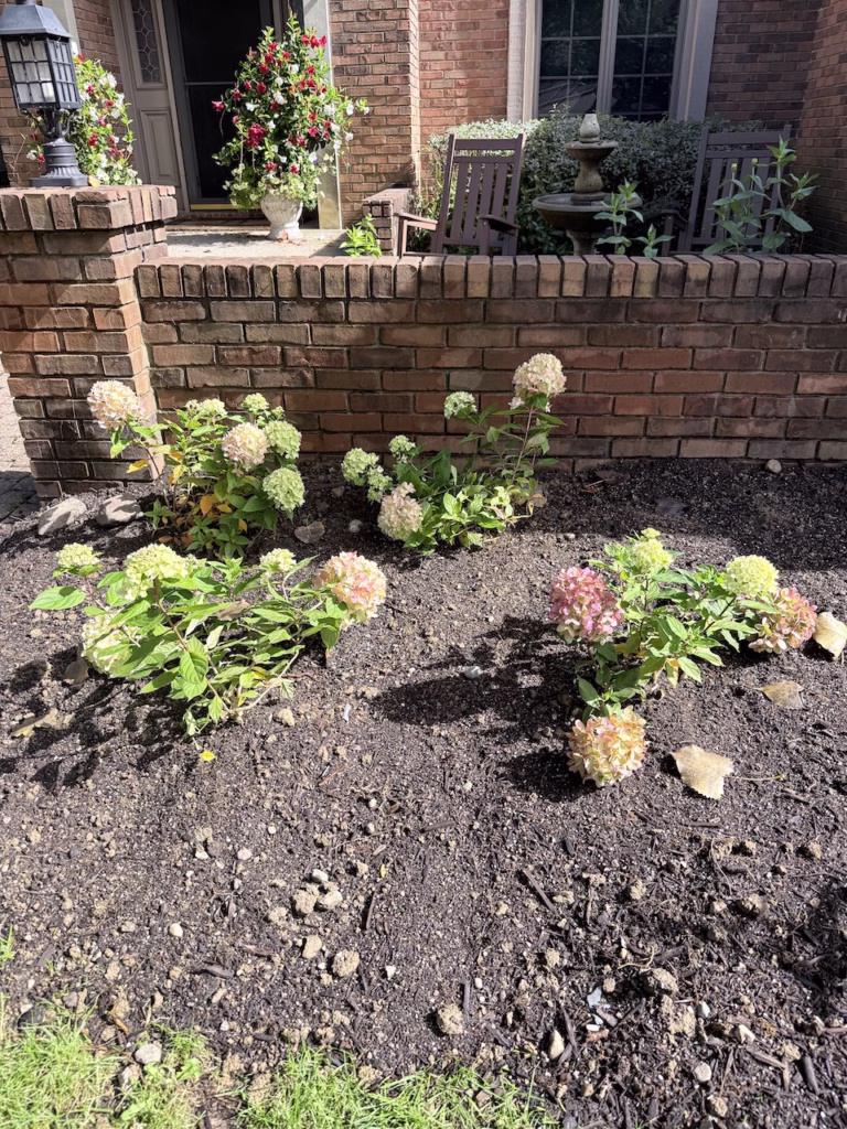 hydrangea bushes
