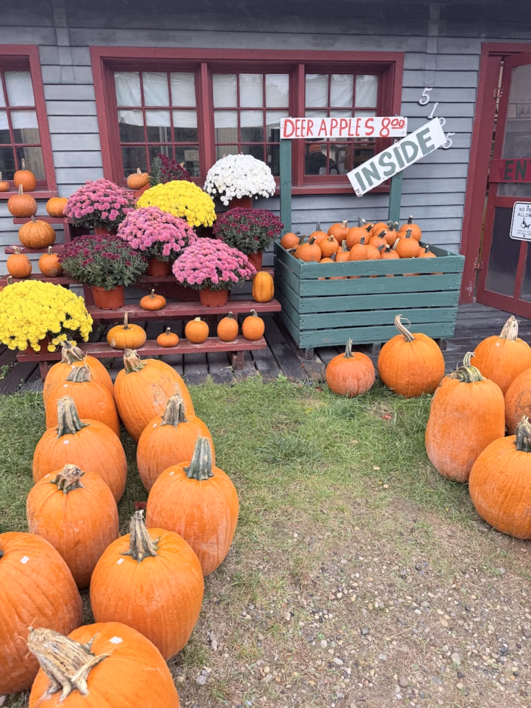 pumpkins and mums