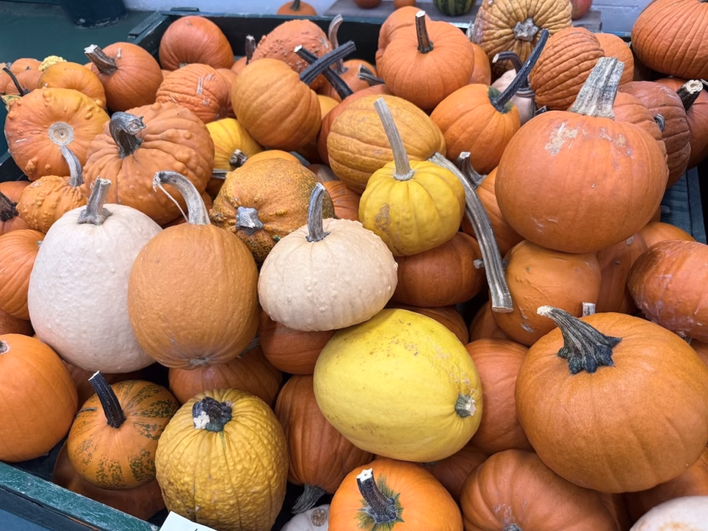pumpkins in a bin