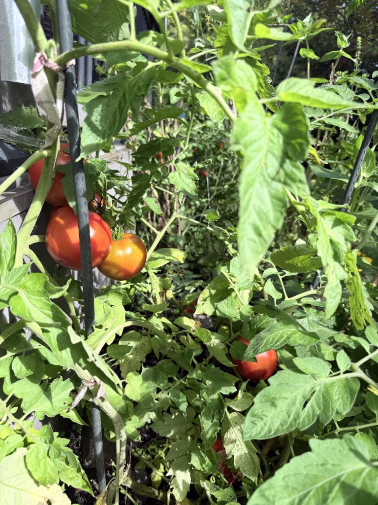 tomato plant