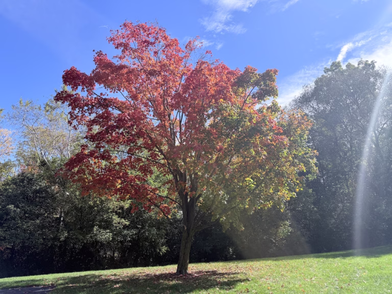 tree turning red